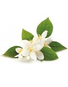 Aceites esenciales de jazmin – Ambientadores aromáticos – Aromasclic