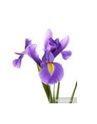 Fragancia aromática a iris – Ambientador con olor limpio – Aromasclic