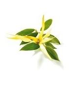 Aceite esencial y esencia de ylang ylang para aromas - Aromasclic